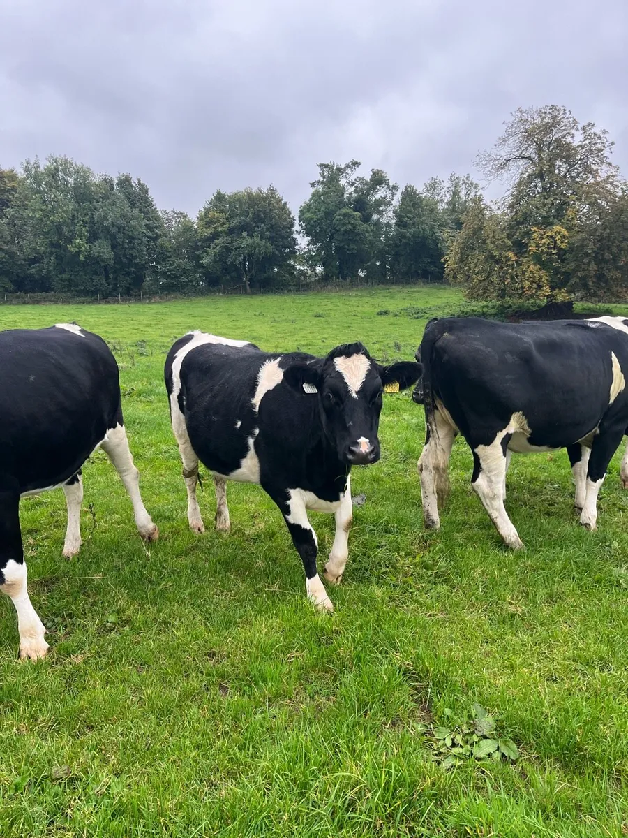 High EBI incalf heifers - Image 2