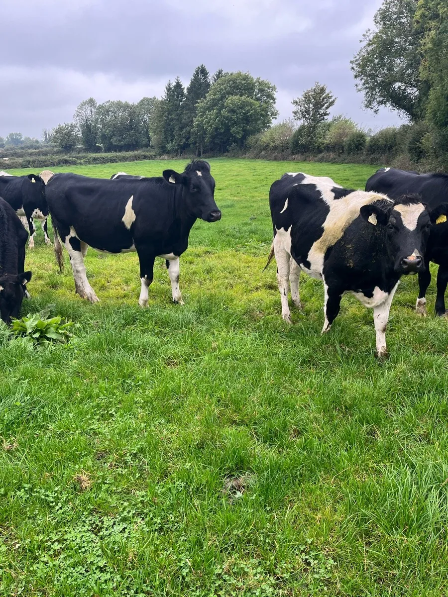 High EBI incalf heifers - Image 3