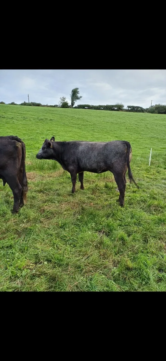 Organic Heifers LMX - Image 3