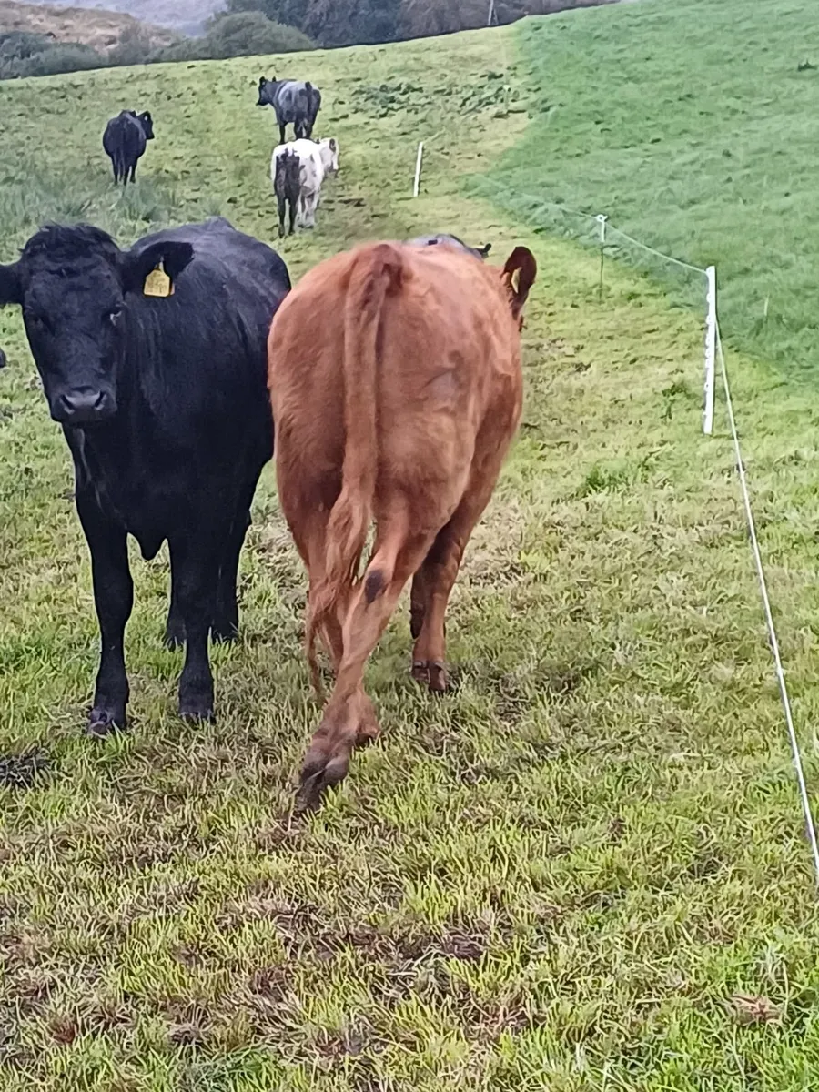 Organic Heifers LMX - Image 4