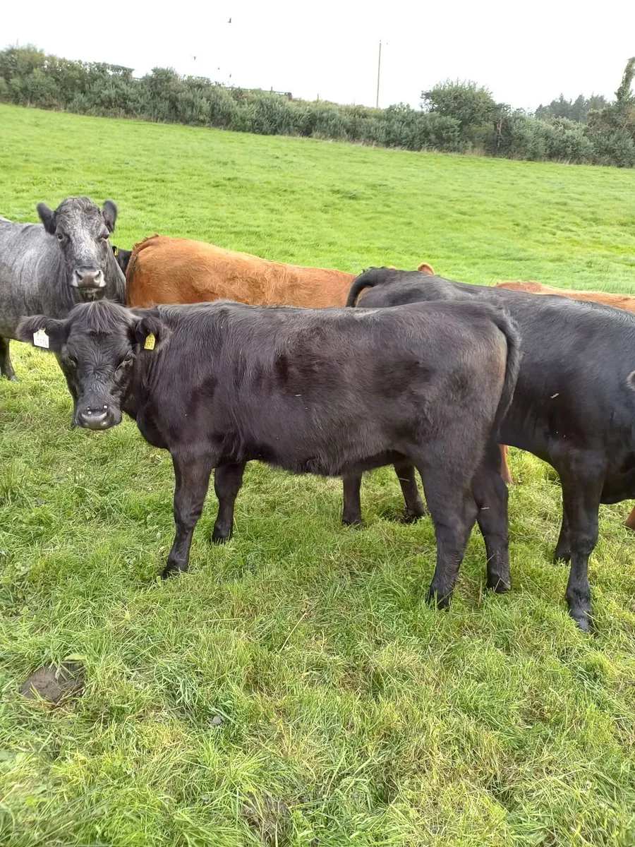 Organic Heifers LMX - Image 2