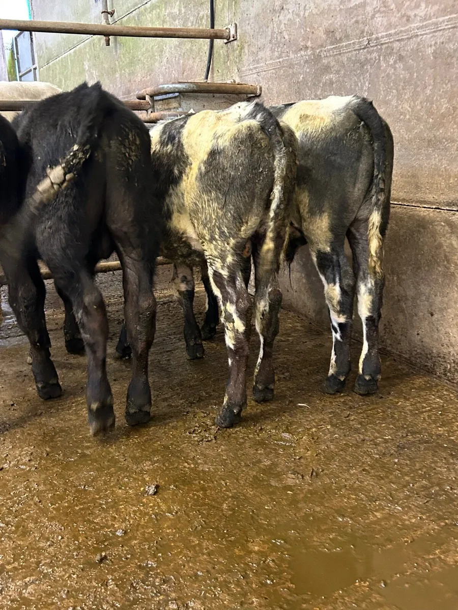4 Runner bulls - Image 3
