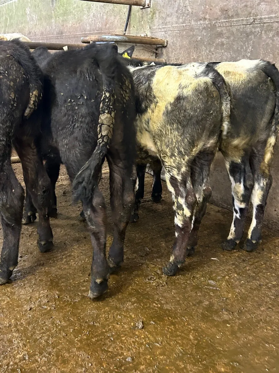 4 Runner bulls - Image 1