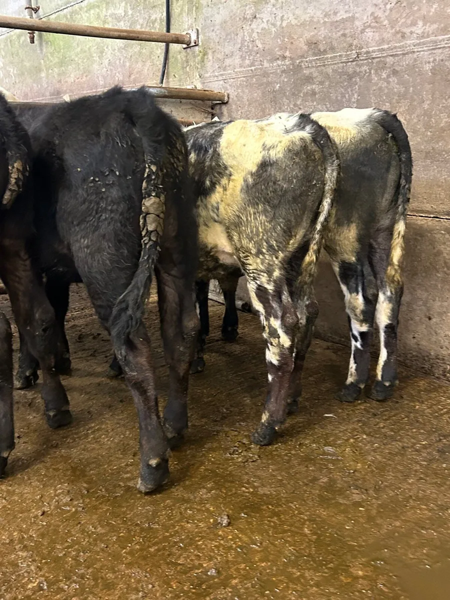 4 Runner bulls - Image 2