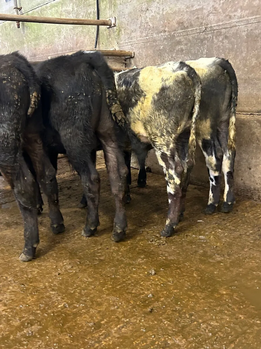 4 Runner bulls - Image 4