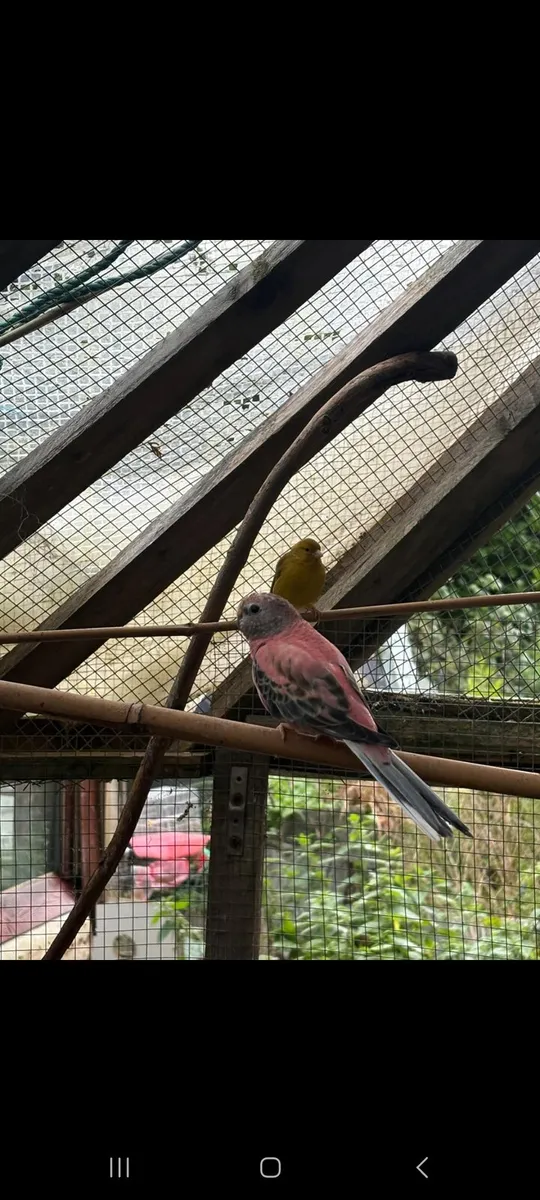 Birds - Image 1