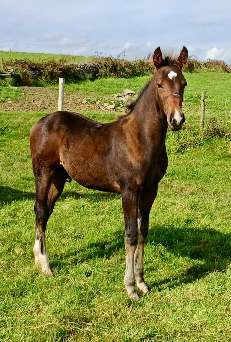 Colt Foal - Image 1