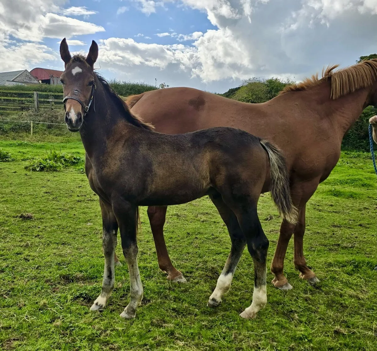 Colt Foal - Image 2