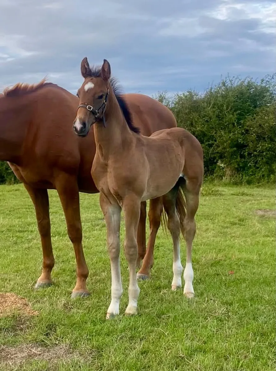Colt Foal - Image 3