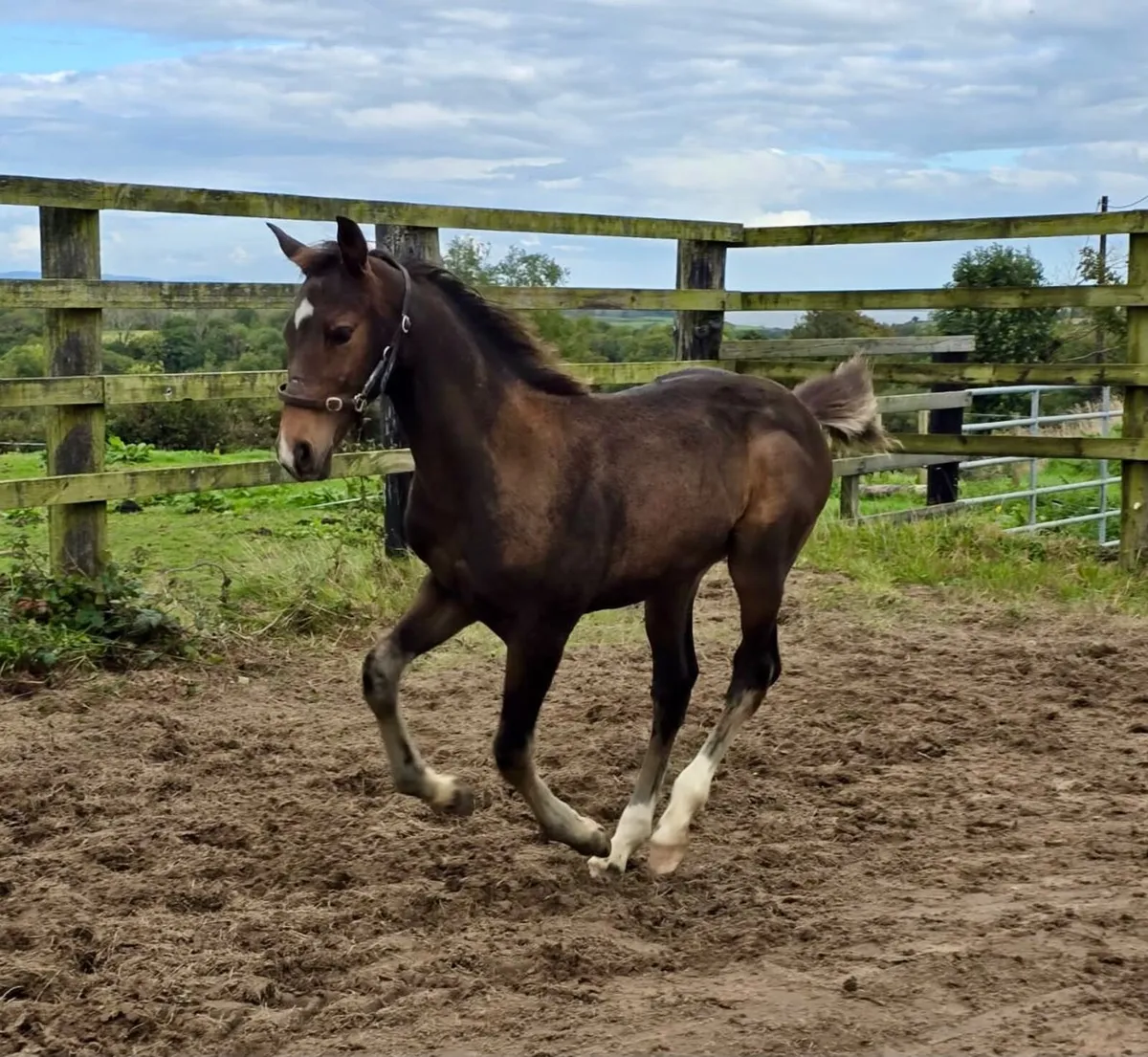 Colt Foal - Image 4