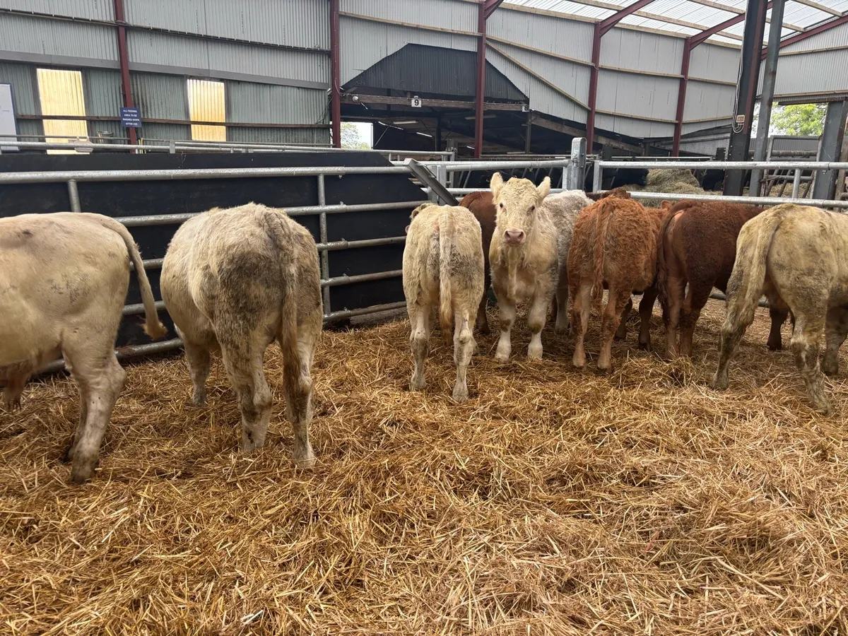 8 super 300 kg continental bulls - Image 2