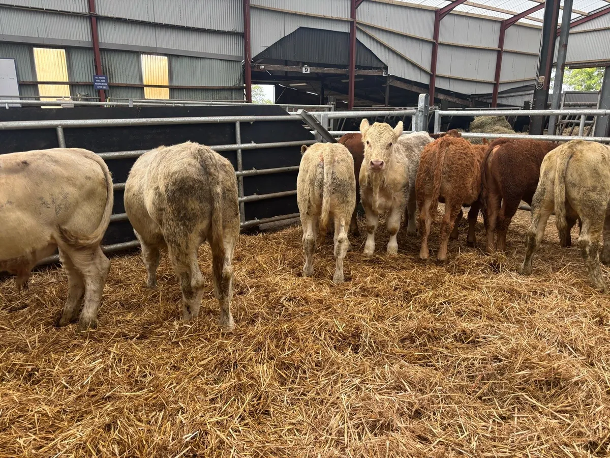 8 super 300 kg continental bulls - Image 3