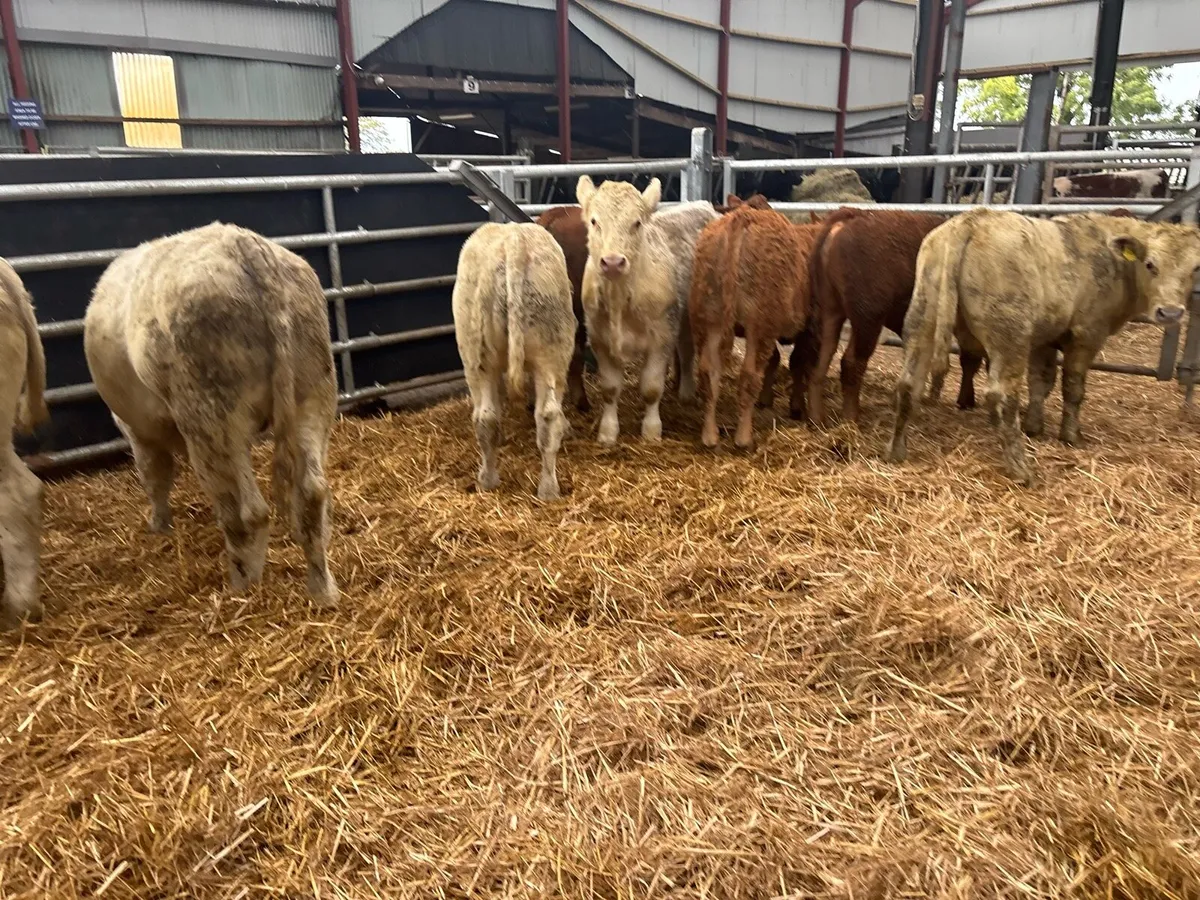 8 super 300 kg continental bulls - Image 4