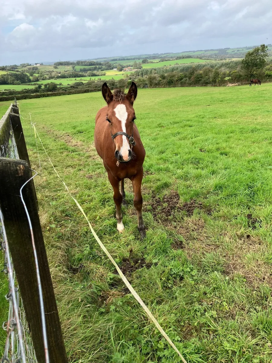 Connemara Colt Foal - Image 4