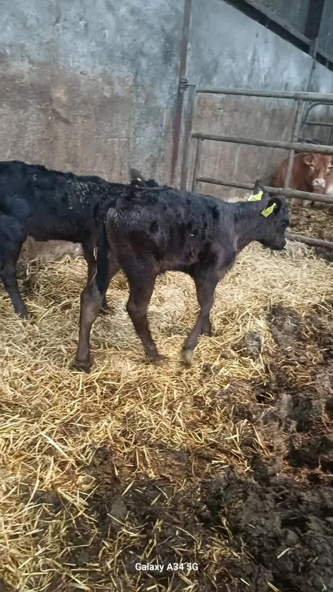 Angus calves