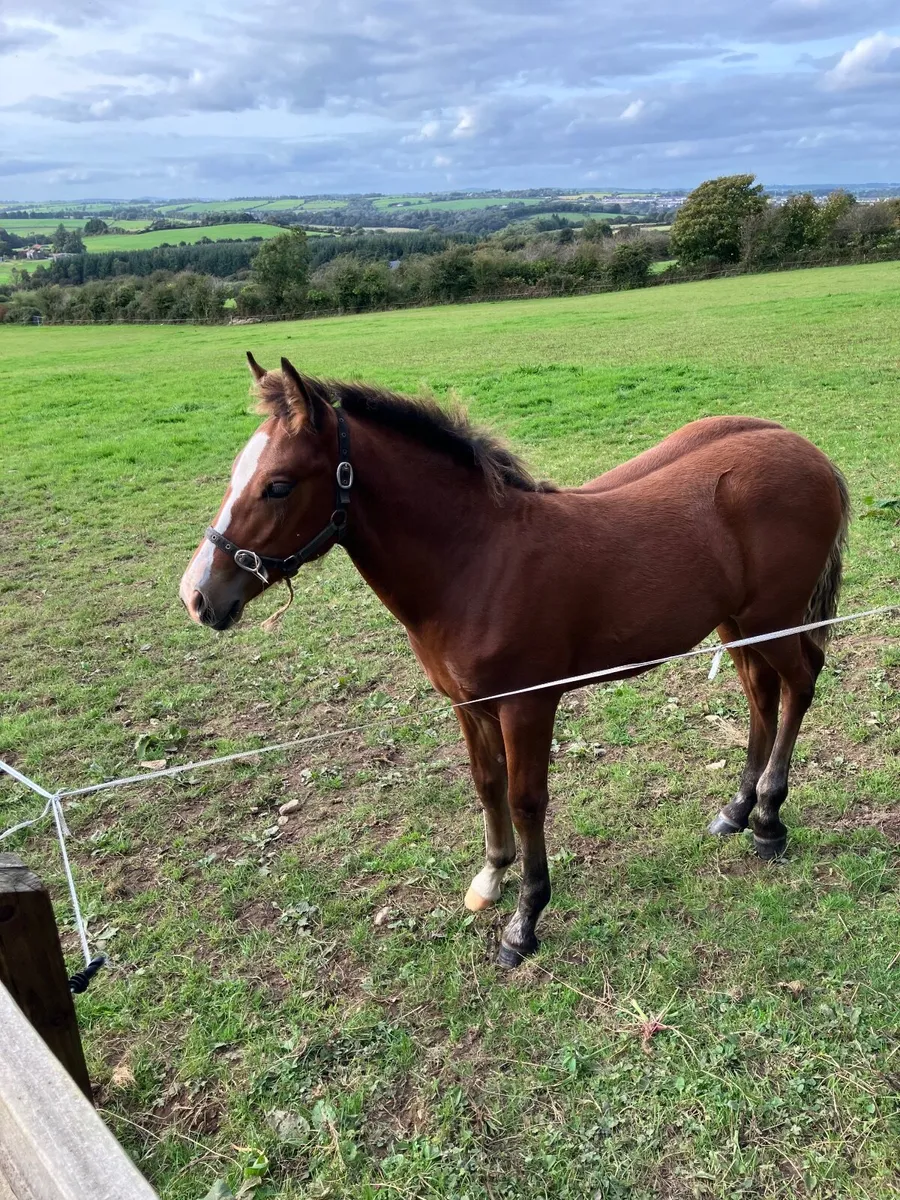 Connemara Colt Foal - Image 3