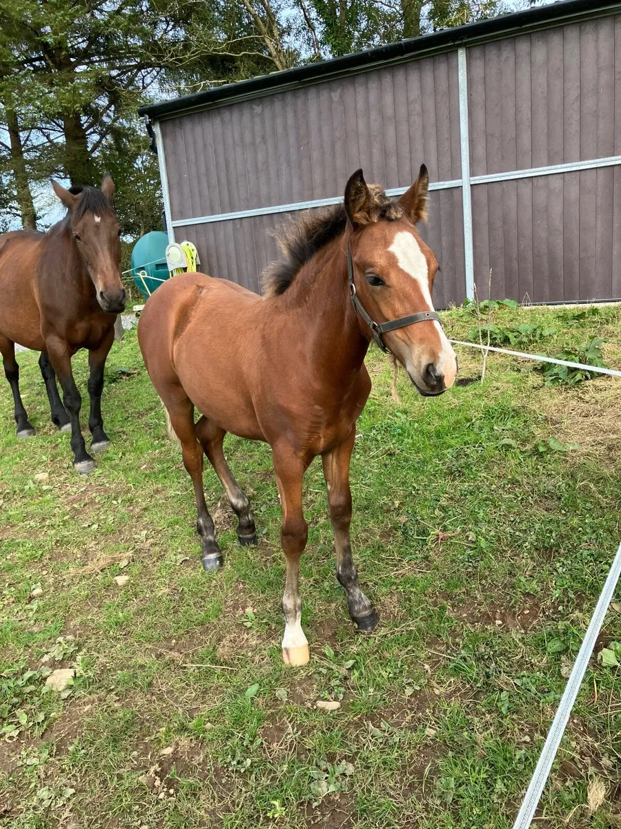 Connemara Colt Foal - Image 1