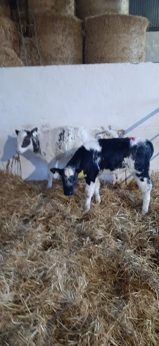 Calves for sale - Image 1