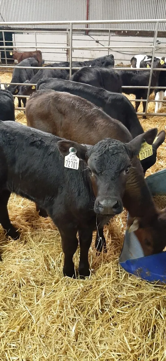Calves for sale - Image 2