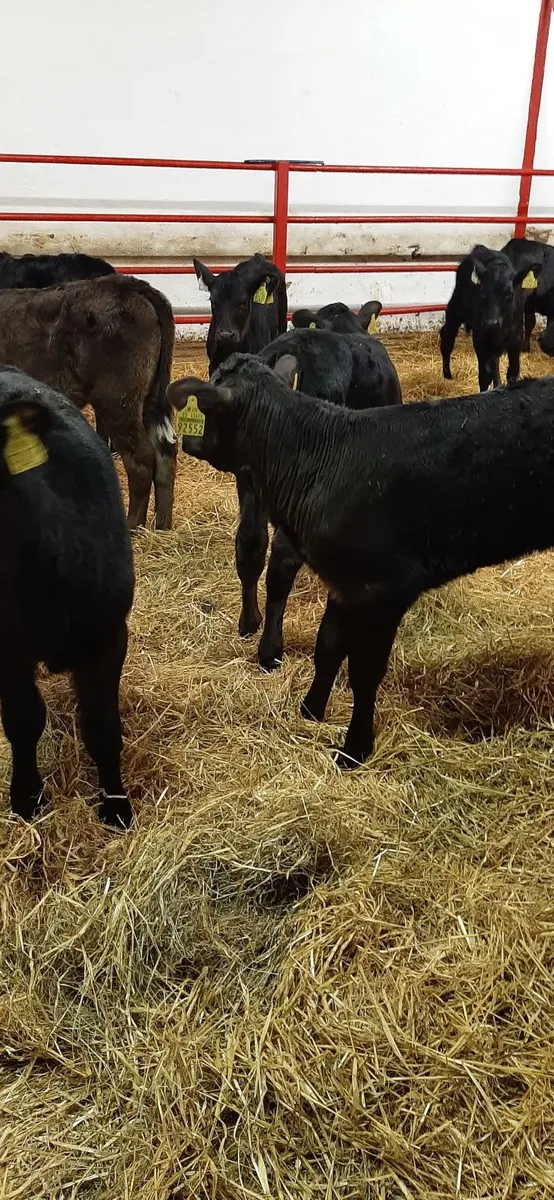 Calves for sale - Image 3