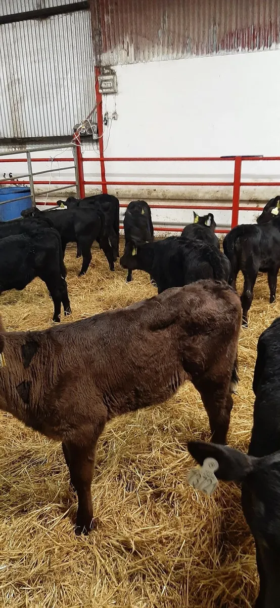 Calves for sale - Image 4