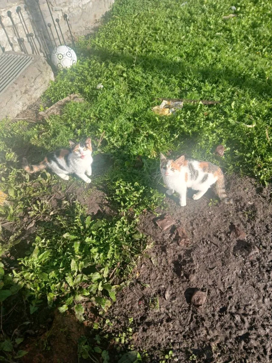 2 farm kittens (both female) - Image 1