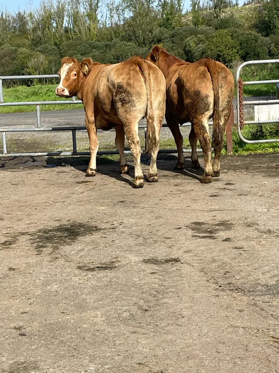 2 super limousine Incalf heifers - Image 4