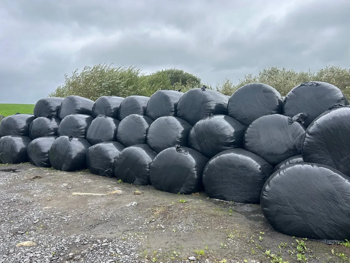 Round silage bales - Image 2