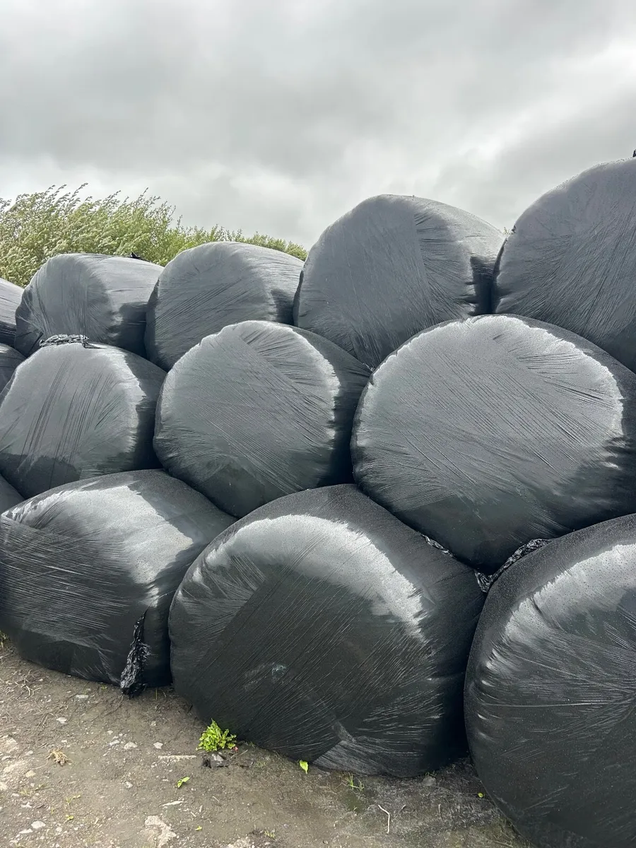 Round silage bales - Image 3