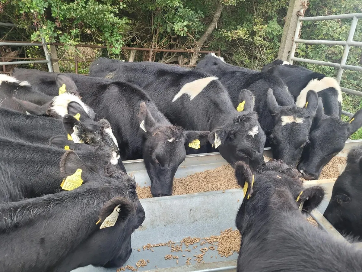 3X High EBI Holstein Fresian Heifers from a High E - Image 1