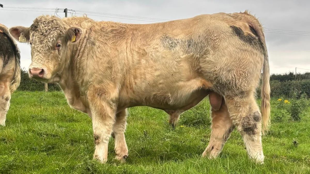 2 PBR Charolais Bulls - Castlerea Mart 8th Oct - Image 3