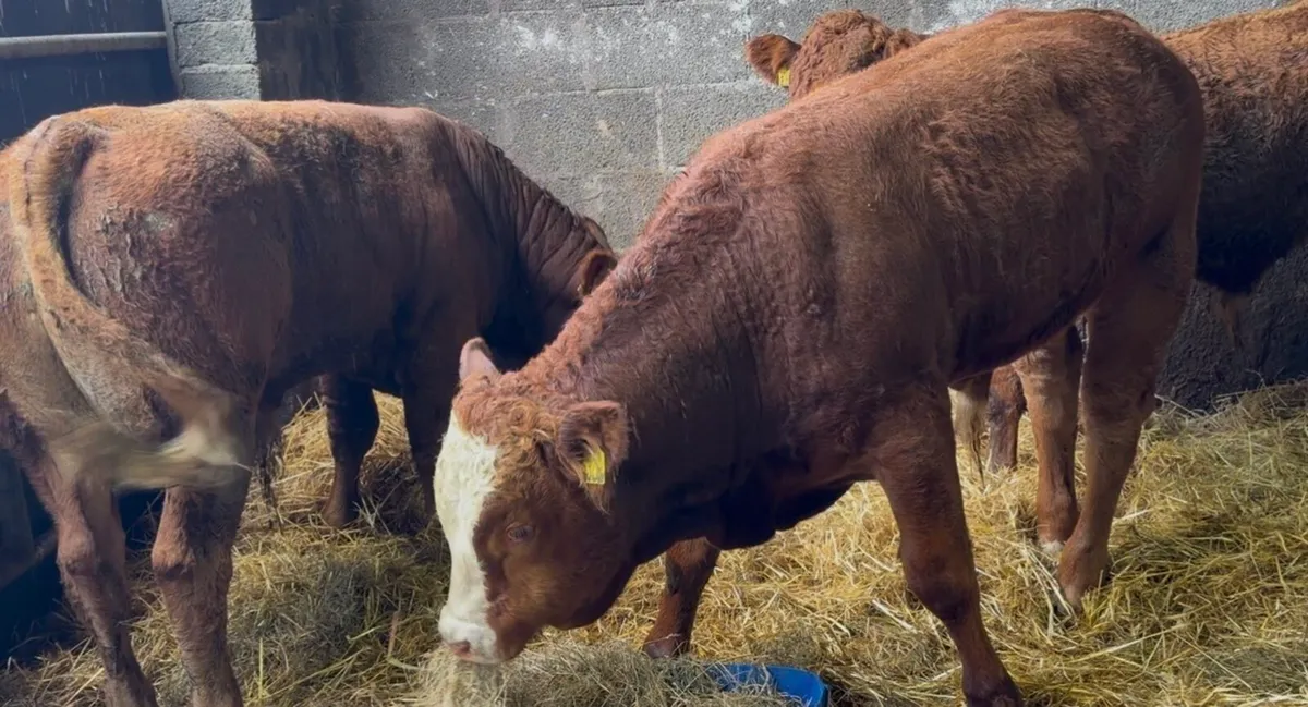 3 smashing bull wealings - Image 4