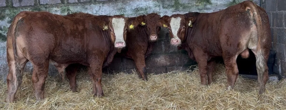 3 smashing bull wealings - Image 1