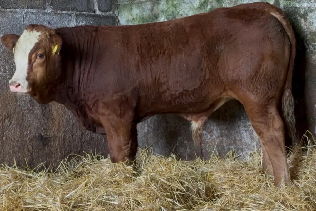 3 smashing bull wealings - Image 2