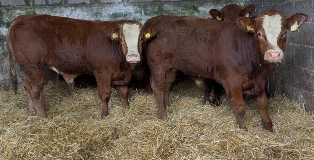 3 smashing bull wealings - Image 3
