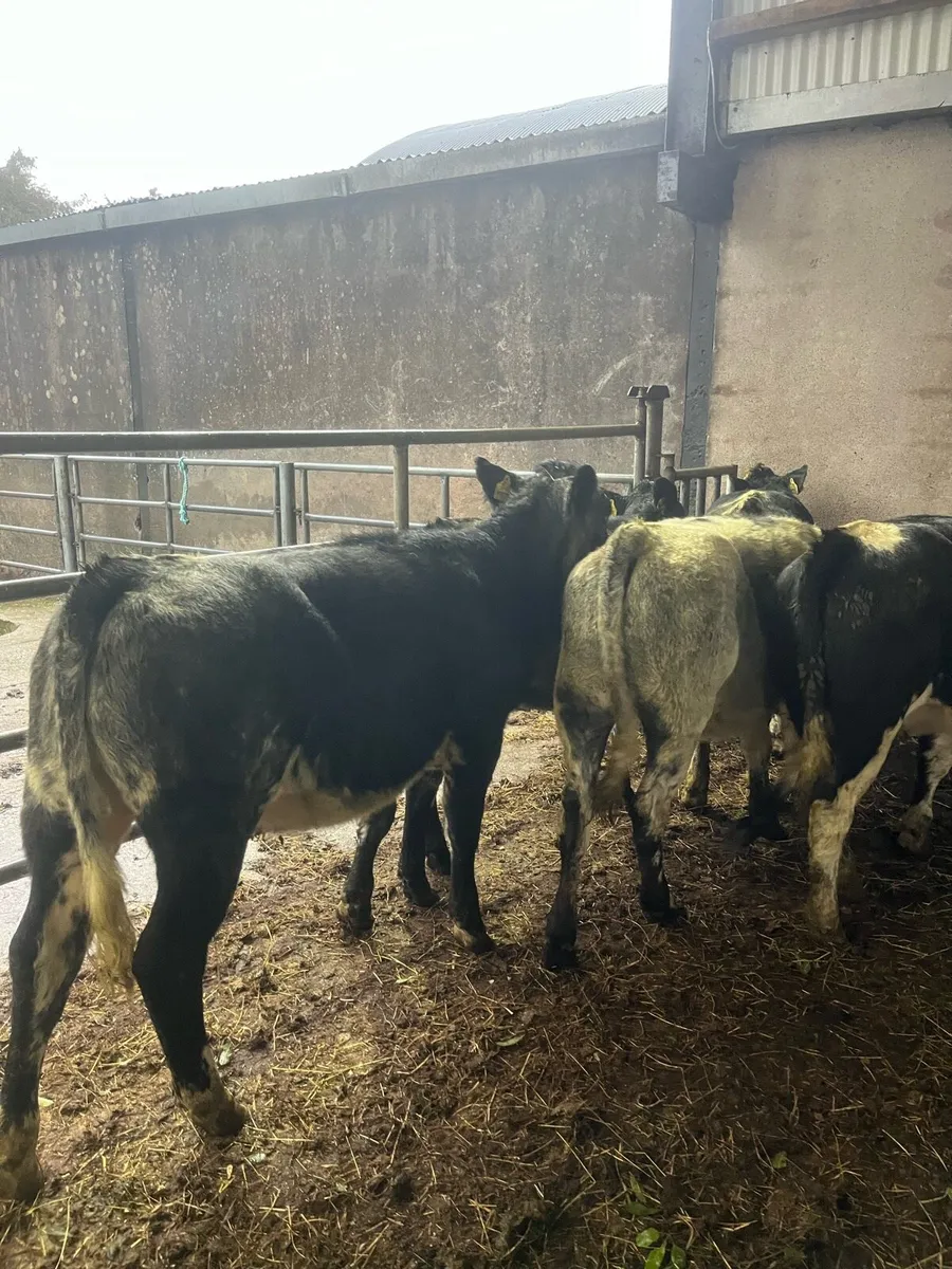 5 Belguim blue heifers (210kg) - Image 2