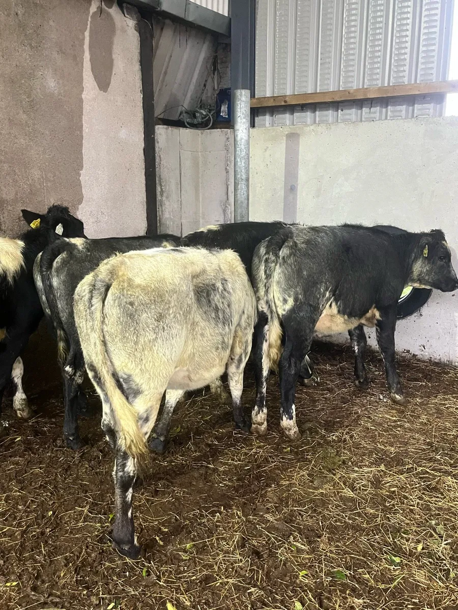 5 Belguim blue heifers (210kg) - Image 1