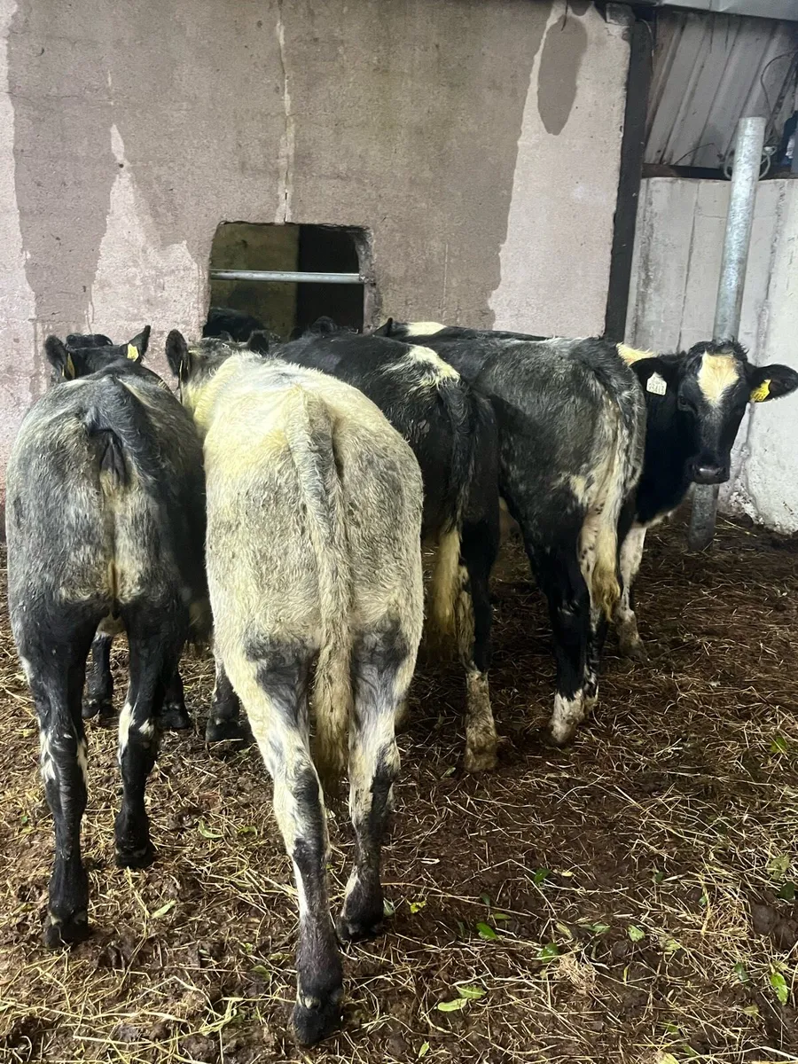 5 Belguim blue heifers (210kg) - Image 3