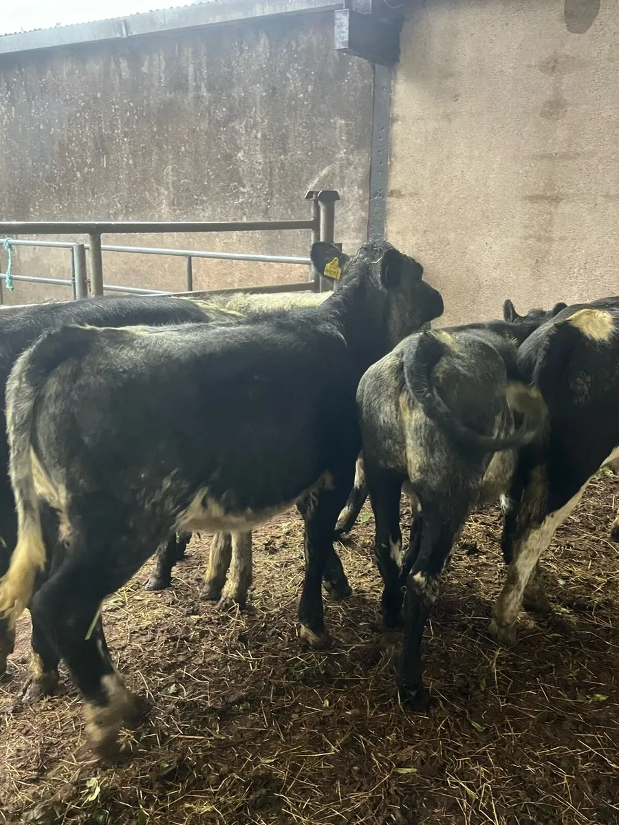 5 Belguim blue heifers (210kg) - Image 4