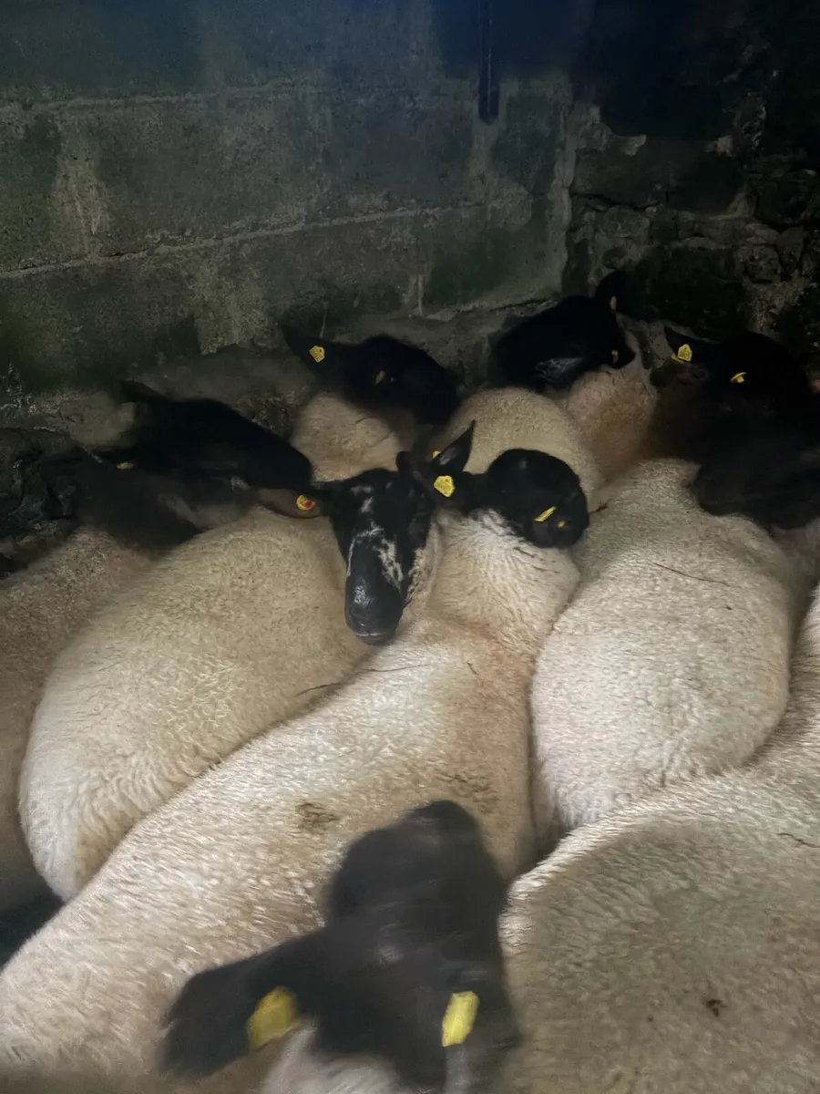 Suffolk Hoggets - Image 3
