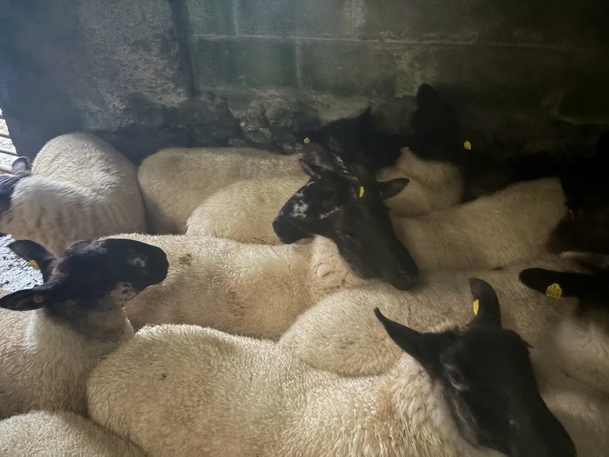 Suffolk Hoggets - Image 2
