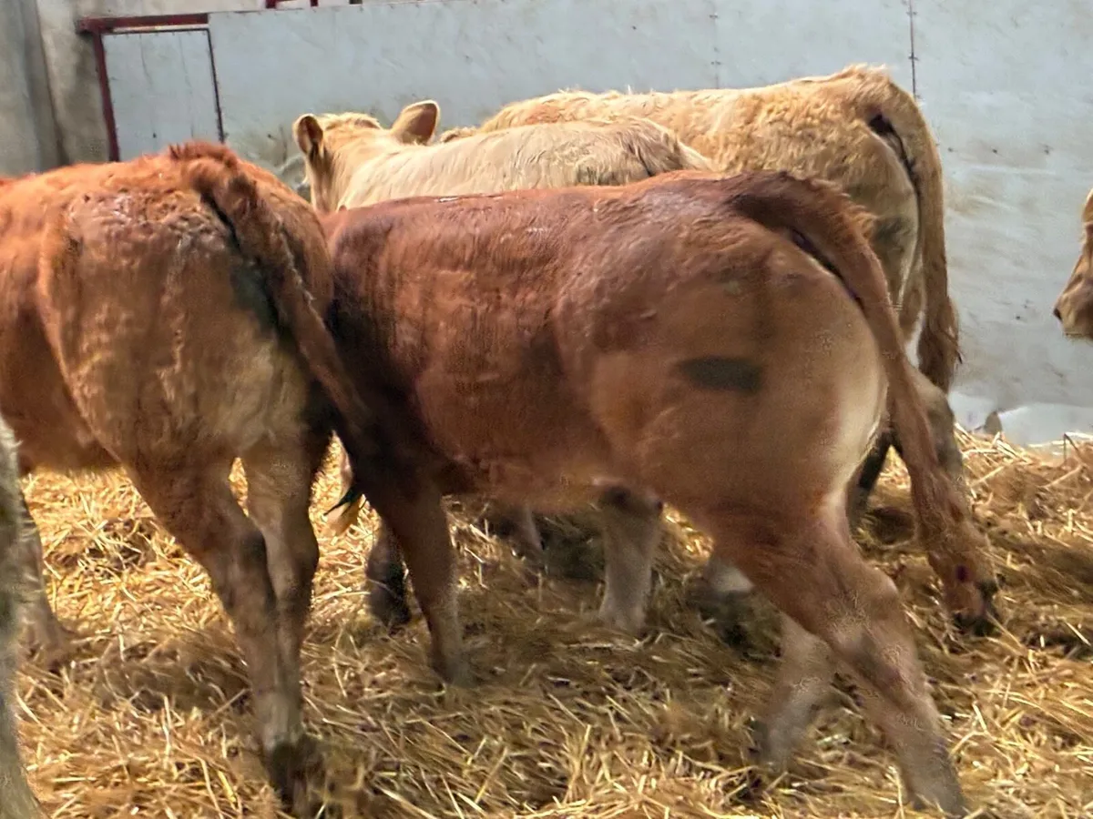 Super U Grade 300Kg CH LIM Heifer Weanlings - Image 2