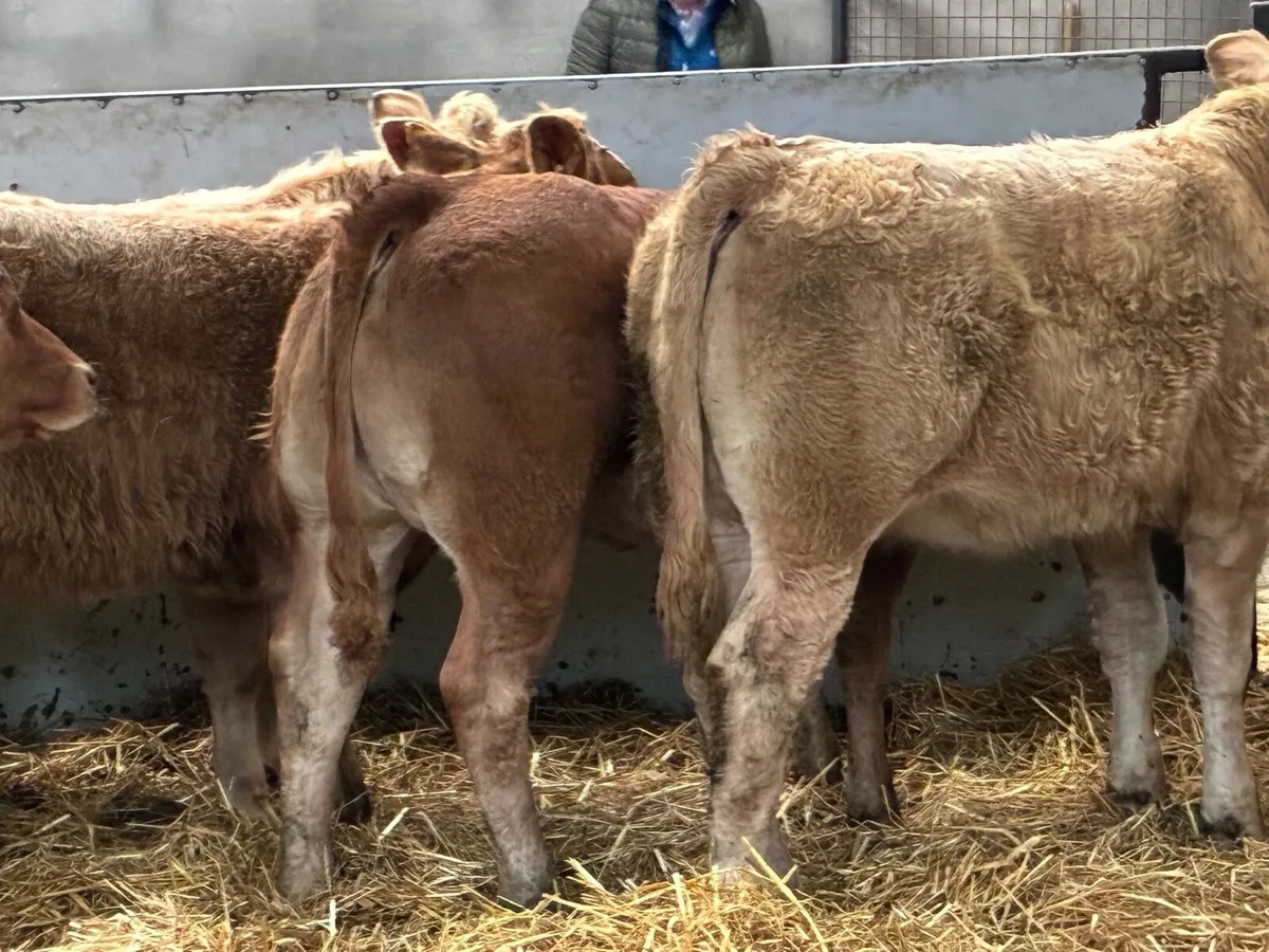 Super U Grade 300Kg CH LIM Heifer Weanlings - Image 1