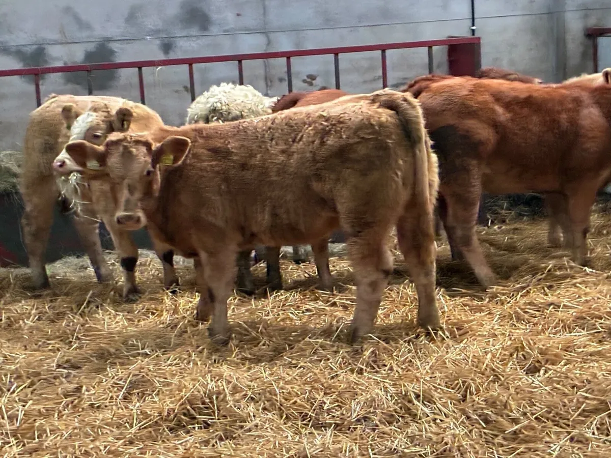 Super U Grade 300Kg CH LIM Heifer Weanlings - Image 3