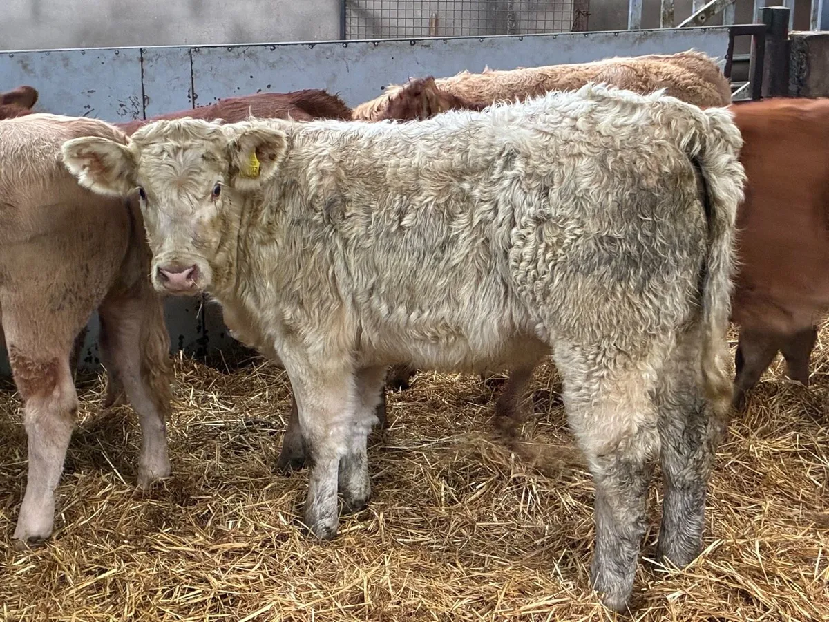 Super U Grade 300Kg CH LIM Heifer Weanlings - Image 4