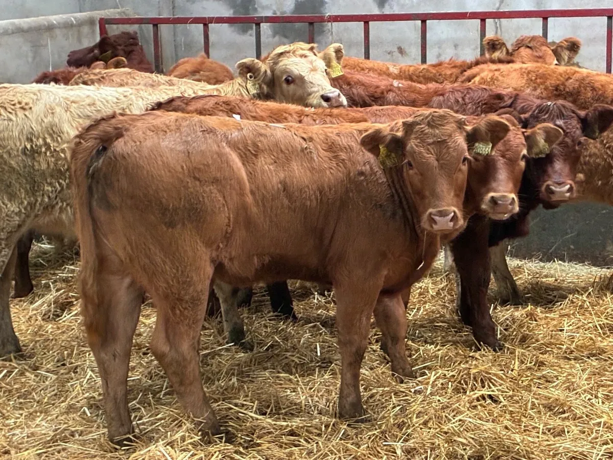 Smashing 240Kg CH & LIM Heifer Weanlings - Image 2