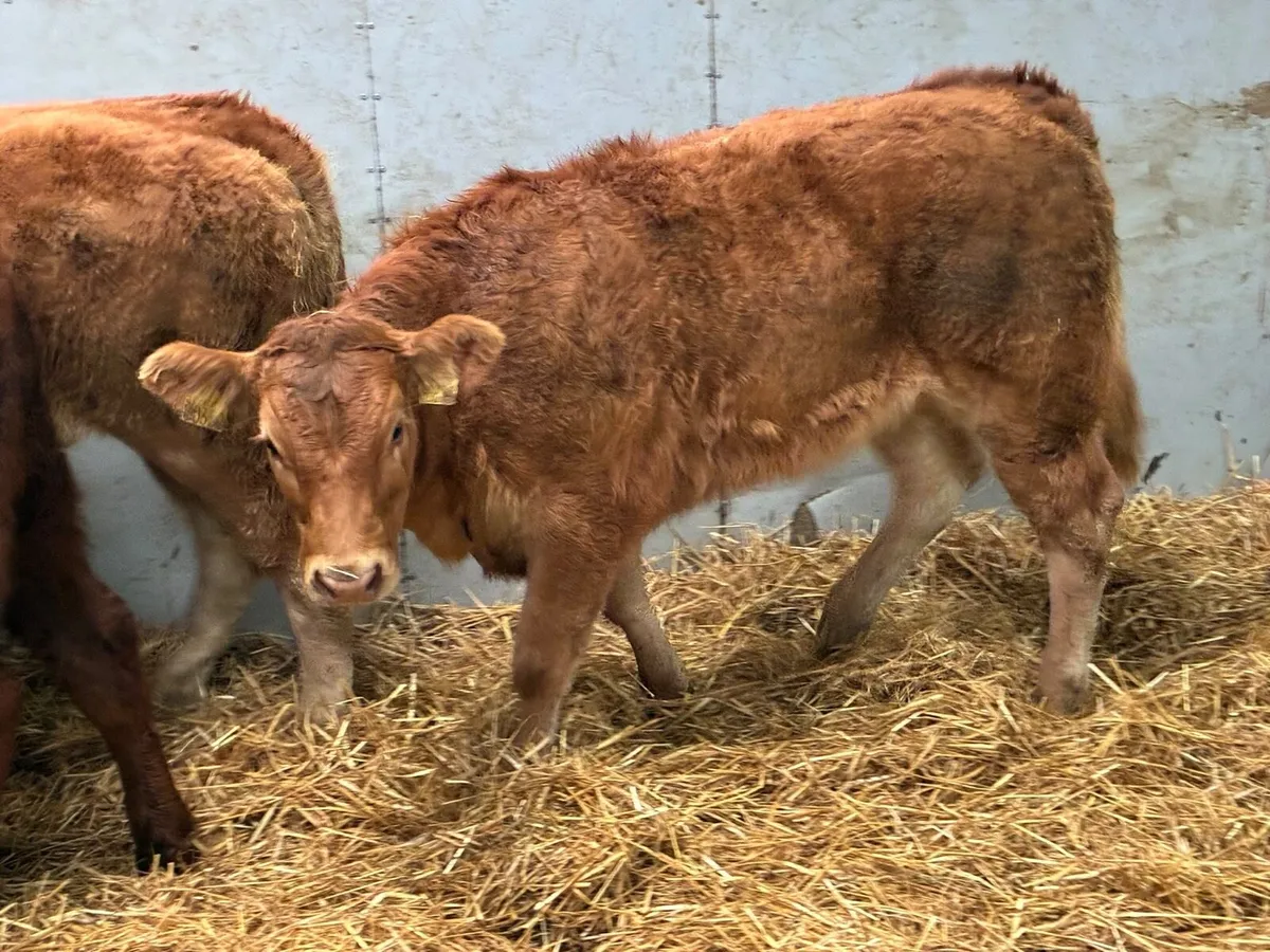 Smashing 240Kg CH & LIM Heifer Weanlings - Image 3