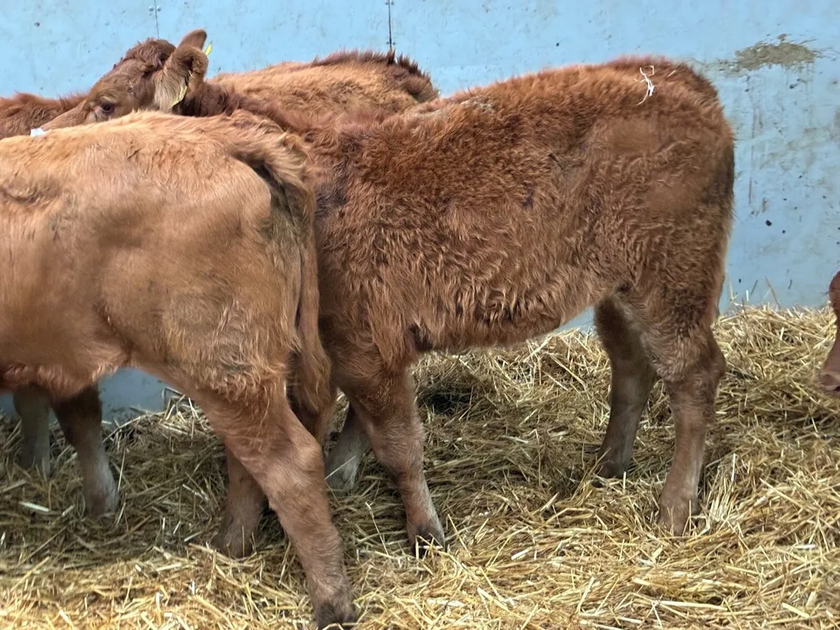 Smashing 240Kg CH & LIM Heifer Weanlings - Image 4