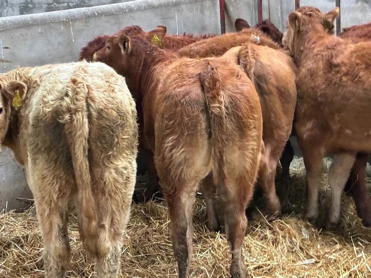 Smashing 240Kg CH & LIM Heifer Weanlings - Image 1