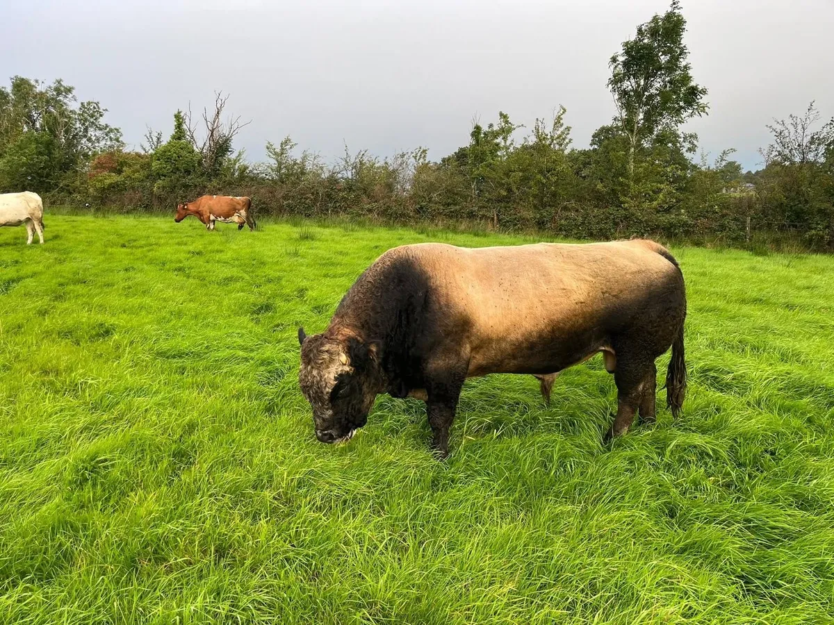 Bull - Image 2